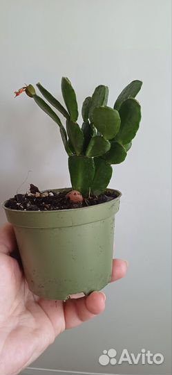 Рипсалидопсис