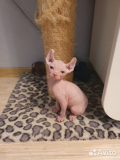 Канадский сфинкс