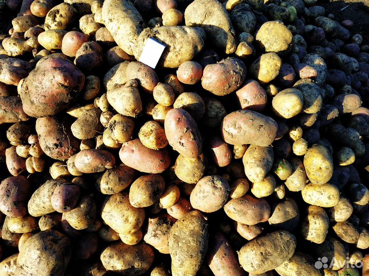 Картофель домашний, отборный без химии