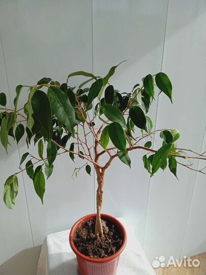 Фикус бенджамина
