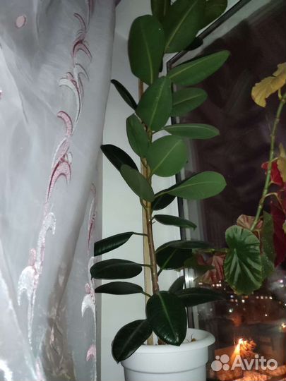 Фикус крупнолистный