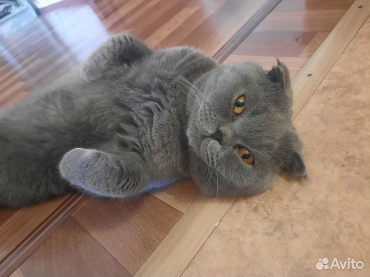 Шотландский вислоухий кот на вязку