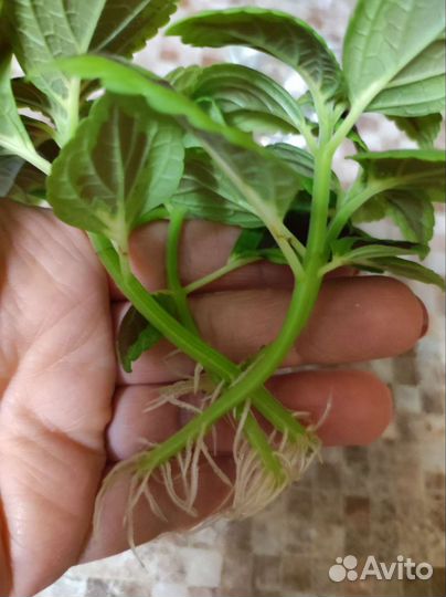 Черенки колеуса