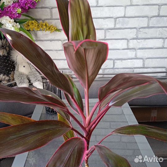 Кордилина танго/ и поменьше /есть доставка