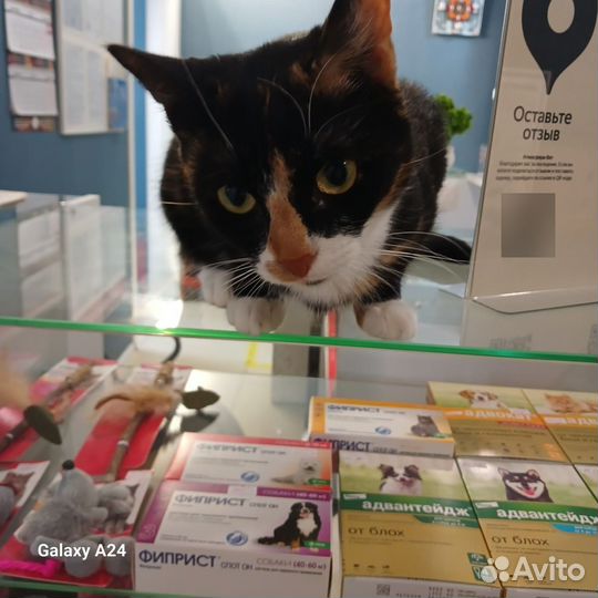 Трехцветная кошечка