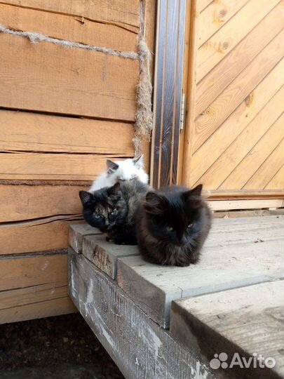 Котята в добрые руки