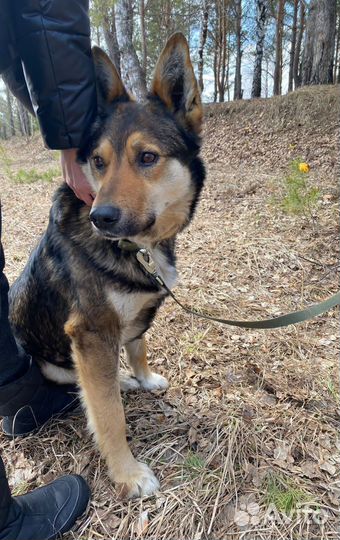 Найдена собака