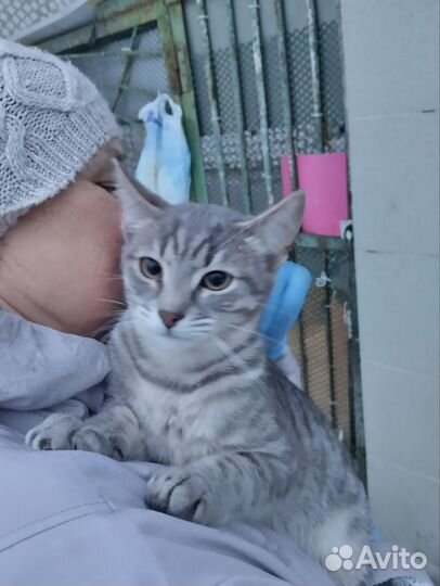 Котенок ищет дом