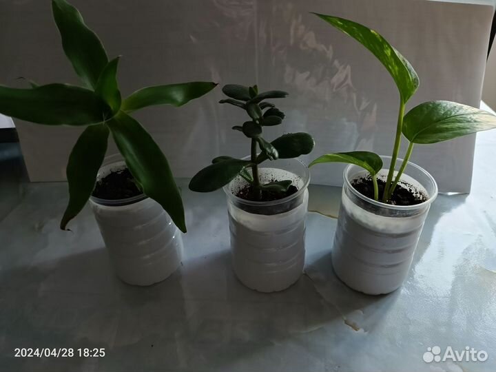 Хавортия, толстянка, золотой ус