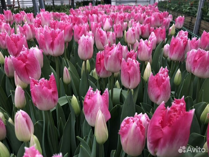 Тюльпаны оптом срез