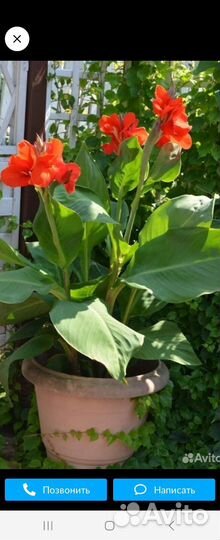 Клубни канны