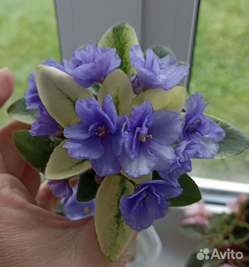 Сортовые фиалки