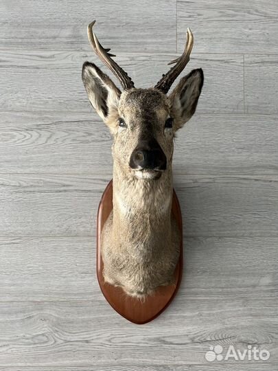 Чучело головы косули