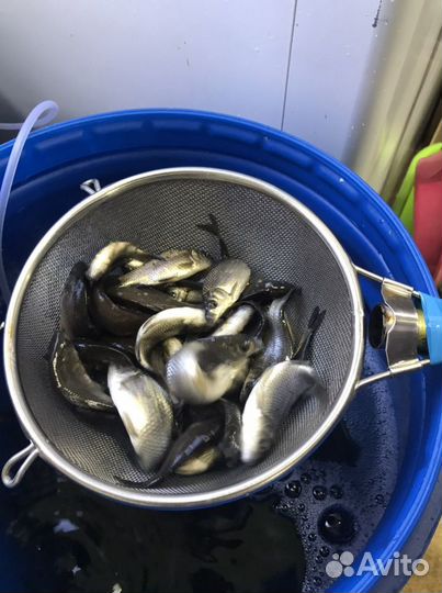 Живец карась