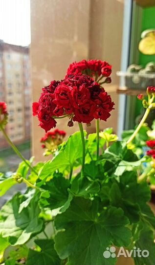 Пеларгония герань розебудная