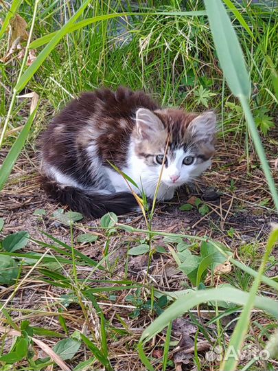 Пушистый Василёк