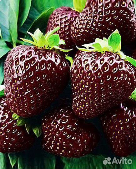 Рассада клубники 