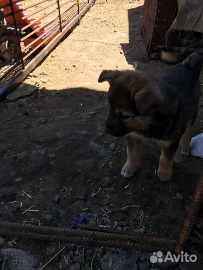 Щеночки в добрые руки