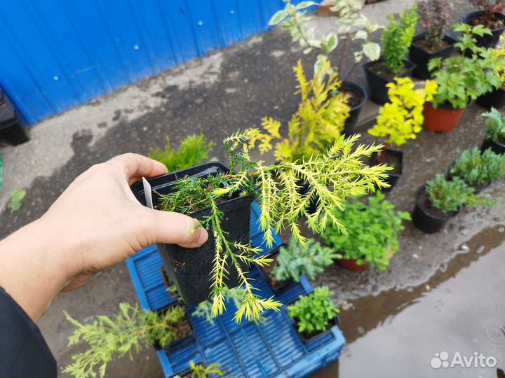 Можжевельник