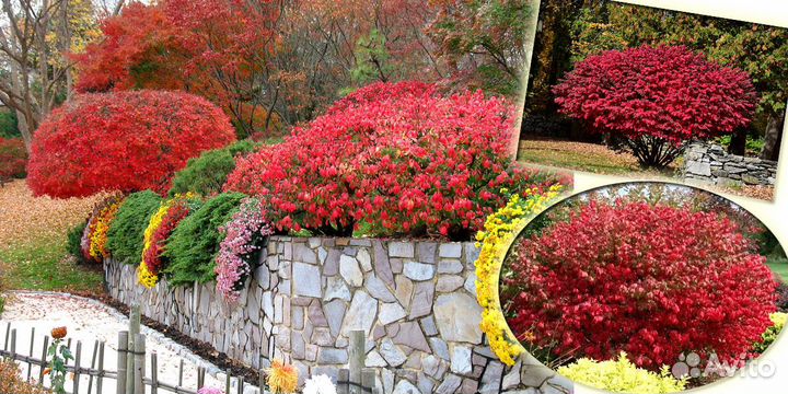 Редкие растения для сада с доставкой. Саженцы