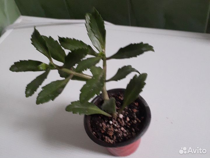 Каланхое цветущее