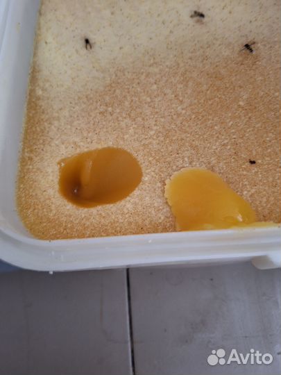 Продаю мед подсолнечный, присутствует кориандр