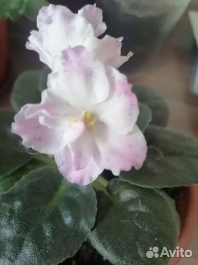 Фиалка(листочки)