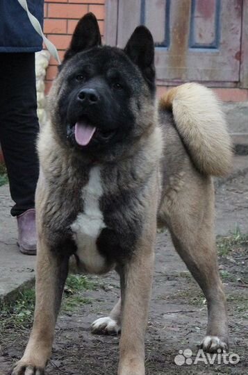 Питомник. Вязка