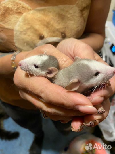 Декоративная крыса дамбо