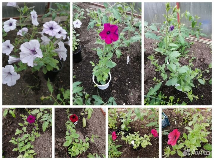 Рассада петунии Тайдал