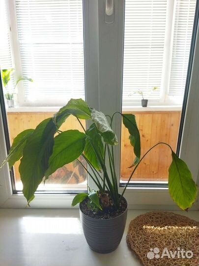 Спатифиллум