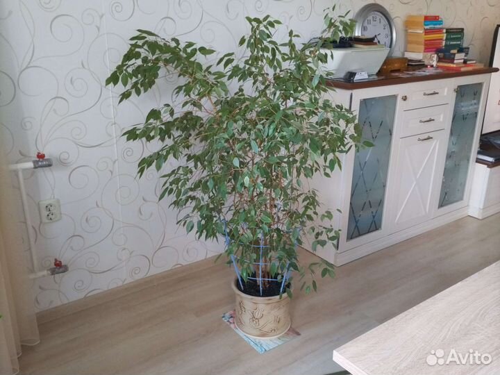 Фикус бенджамина большой