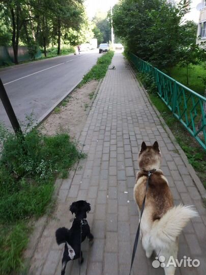 Выгул собак