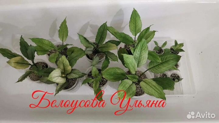 Спатифиллиум Гофра