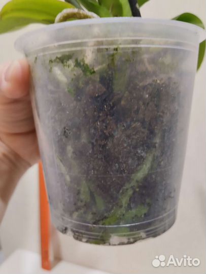 Орхидея фаленопсис пелорик