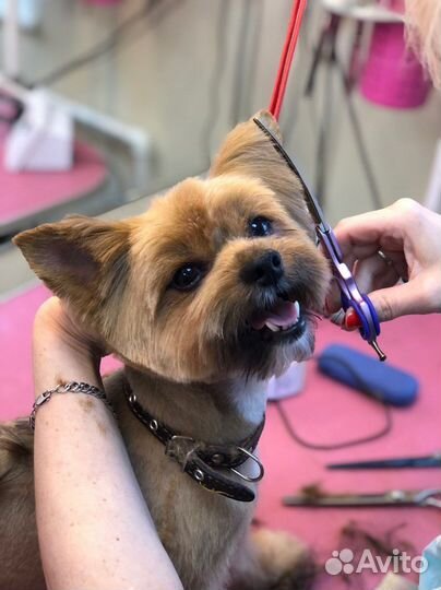 Грумер на поток