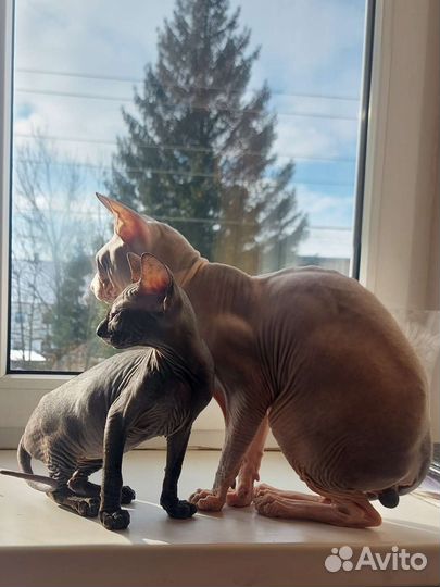 Донской сфинкс.Вязка