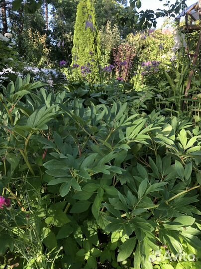 Продам рассаду овощных,клубники, саженцы ягодников