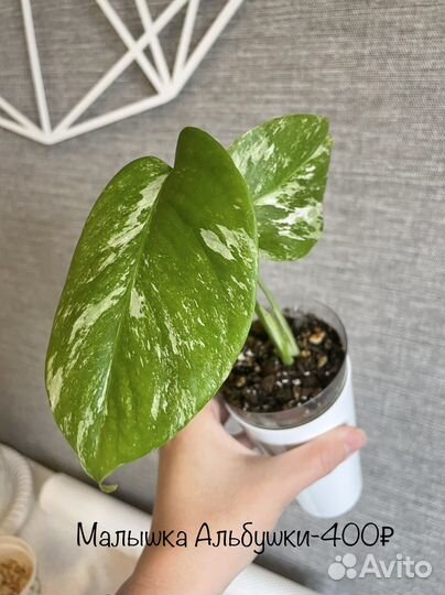 Домашние растения