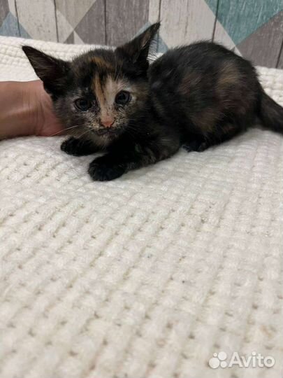 Котята в дар бесплатно