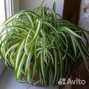 Хлорофитум кудрявый