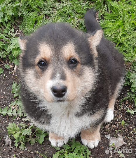 Отдам щенка в добрые руки