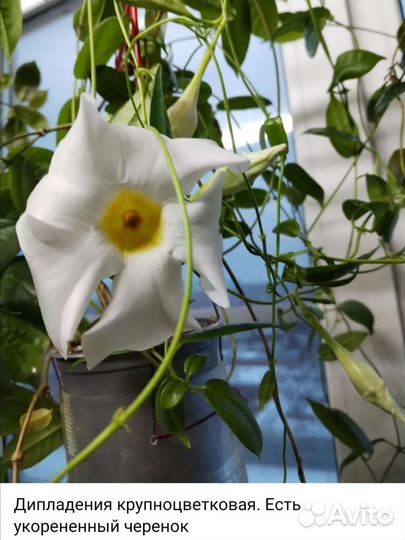 Комнатные растения