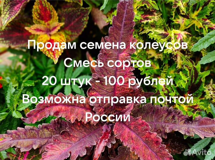 Семена колеусов, колеусы вегетативные