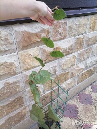 Саженцы киви