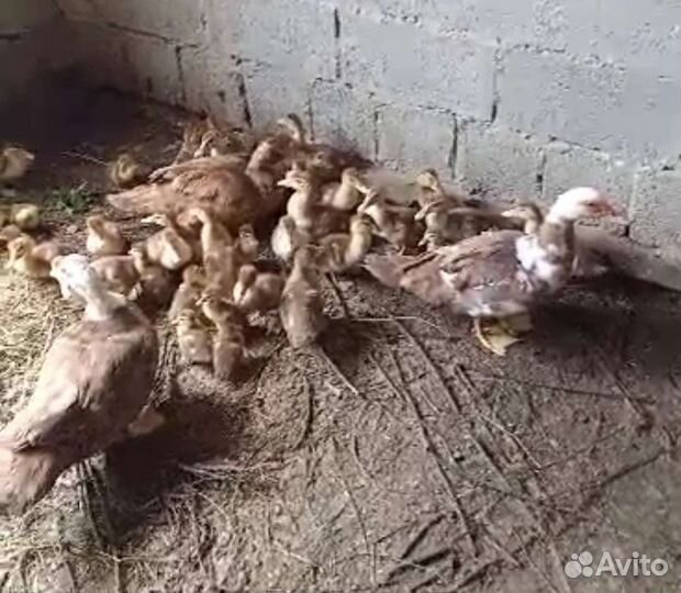 Мускусные утки индоутки индоутята