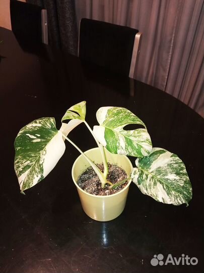 Эпипремнумы (сциндапсусы) разные