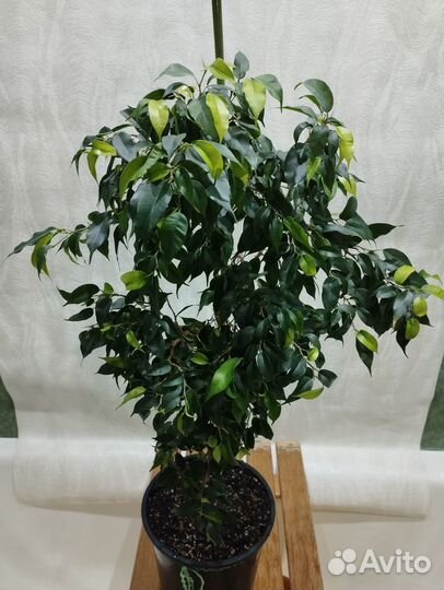 Фикус бенджамина 100 см