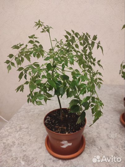 Радермахера