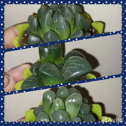 Кактусы, хавортия, алоэ, гастерия